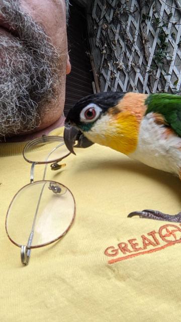 the parrot Nemo plays with my glasses