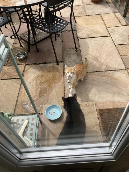 Viewed from our window, our fluffy black cat Charlie defends the catflap from a ginger and white cat that normally lives the other end of our road. Under the outside table is our friendly neighbour’s black cat Inky.