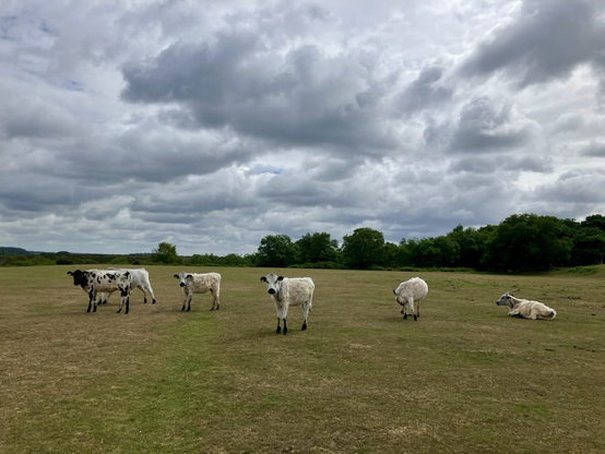 A group of cows in the new forest