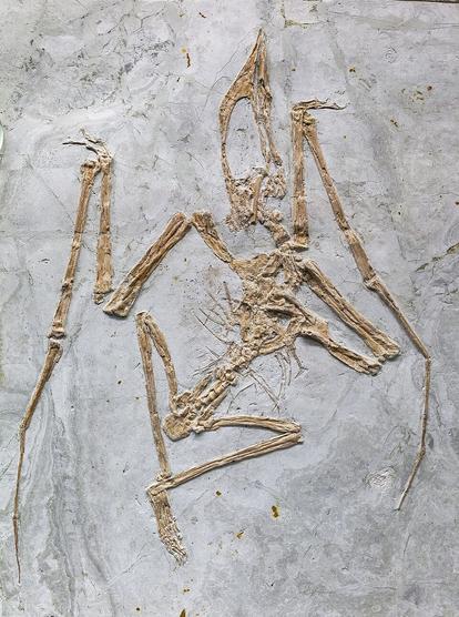 Fossil of Early Cretaceous pterosaur Sinopterus dongi from Chaoyang, Liaoning, China.
