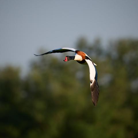 Common shelduck gliding in the sky, background of trees.