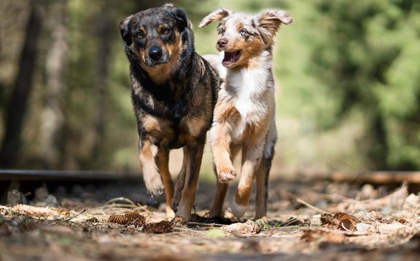 Zwei Hunde laufen im Wald