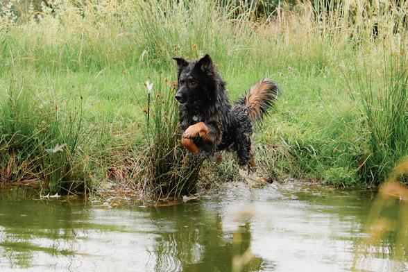 Ein Hund springt ins Wasser