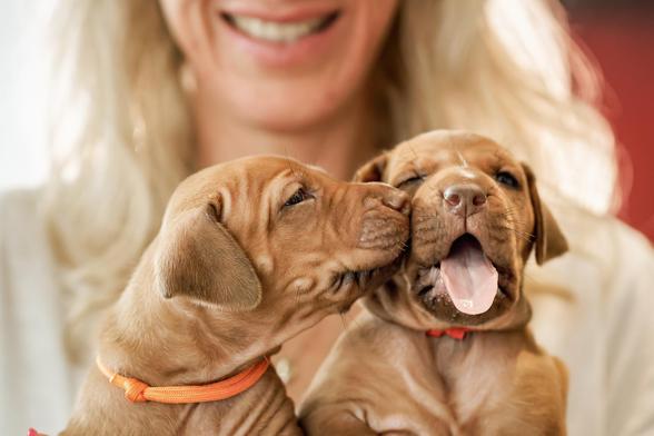Zwei Rhodesian Ridgeback Welpen