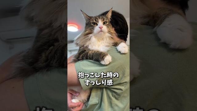 ノルウェージャンのここが可愛い！第２弾　#猫 #cat #ねこ #ノルウェージャン #ノルウェージャンフォレストキャット #北欧猫