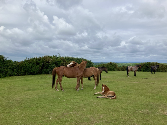 A group of new forest ponies