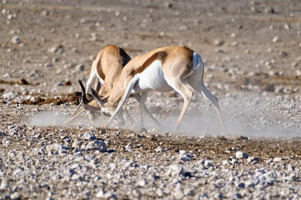 Fighting Springboks  (Antidorcas marsupialis) with sand dust rising  in Etosha National Park, Namibia, Africa