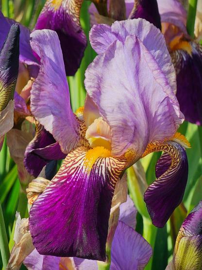 A close-up shot of a vibrant purple and yellow bearded iris in full bloom, with green foliage blurred in the background.