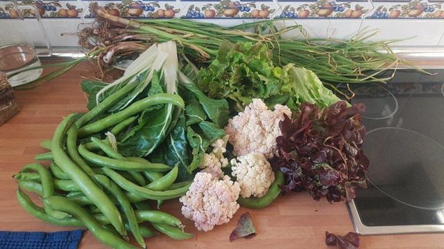 Contenido de la cesta de la semana sobre una encimera de cocina.
En primer plano se ve un manojo de habas. Y, hacia la derecha, brotes de coliflor y lechugas.
Detrás, un montón de acelgas verdes y al fondo del todo un montón de ajetes.