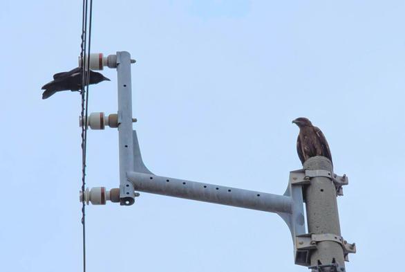 A crow and a black kite, both perched on the same utility pole and facing each other (it's the crow's territory, the black kite eventually left)