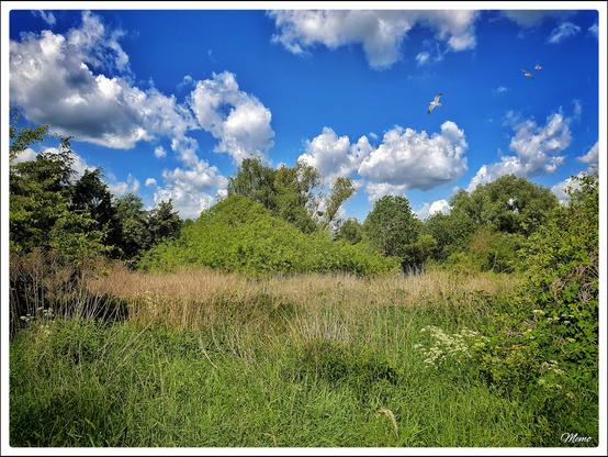Bildbeschreibung:
Eine große Freifläche mit wild wachsende Gräsern. Im Hintergrund Bäume und Büsche vor dem blauem Himmel mit weißen Wolken. Einige Möwen kämpfen gegen Windböen an.