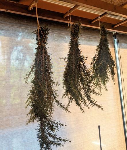 Tied bundles of freshly harvested rosemary hanging in my sunroom