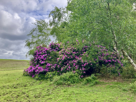 A pink rhododendron in the New Forest