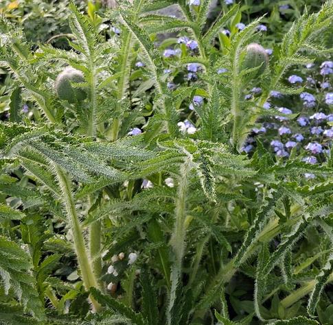 Poppy plant showing two unopened buds against a backdrop of blue forget-me-nots.