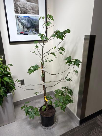 A little, 4’, sweet gum tree in a plastic pot at nasa nyc - nasa Giss - a week before eviction. 
Looks pretty healthy with its star shaped leaves sprouting out healthily.