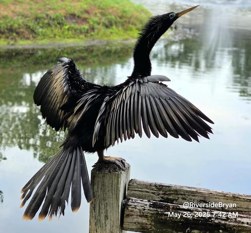 Black, male, anhinga bird perched atop a wooden fence post next to a pond,  drying wings in the morning sun.