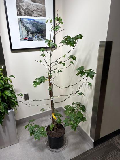 À Little 4’ sweet gum tree in a small pot in the corner inside. It looks healthy with its star shaped leaves sprouting.