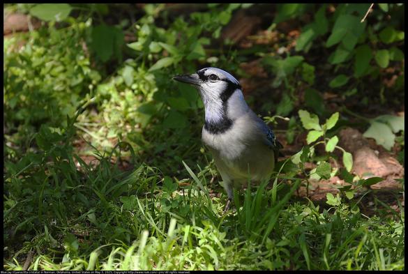 A Blue Jay (Cyanocitta cristata) was standing on the ground in short Spring foliage with head in sunshine and body in shadow and crest lowered in Norman, Oklahoma, United States on May 3, 2025.