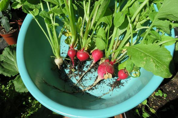 Mehrere frisch geerntete Radieschen mit grünen Blättern und erdigen Wurzeln liegen in einer hellblauen Schüssel. Die Knollen sind rund und überwiegend rot, ein Exemplar ist weiß. Die Radieschen sind unterschiedlich groß und noch mit etwas Erde bedeckt. Im Hintergrund sind grüne Pflanzen und Pflanzgefäße auf dem Balkon zu erkennen.