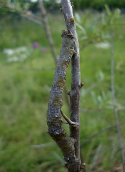 Grosse chenille imitant les branches, sans doute de la très grande famille Goemetridae