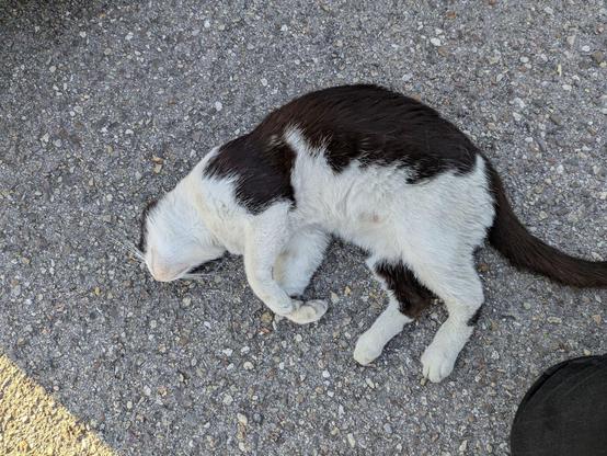 Cute black and white cat laying on its side on pavement, giving neck