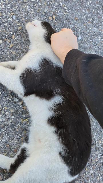 My hand petting the cute black and white cat laying on its side on pavement