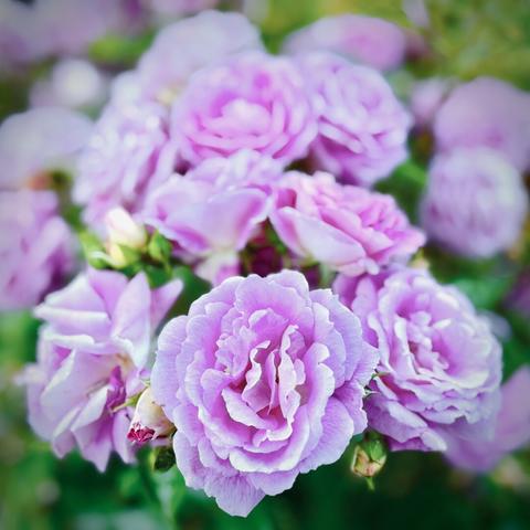 Bright lavender roses fill the frame against a green-leaved backdrop under overcast light.