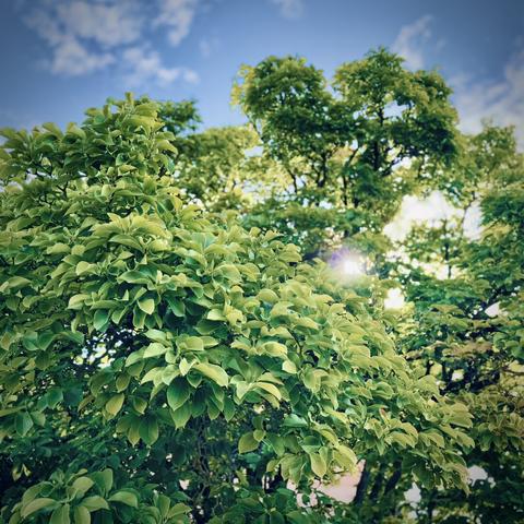 Sunlight pierces through the green leaves of a large tree on a mostly clear morning.