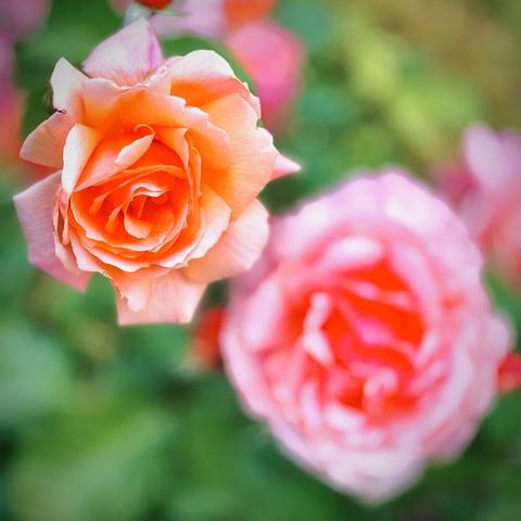 Bright pink and red roses fill the frame against a green-leaved backdrop under overcast light.