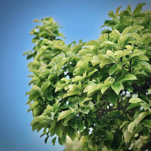 Green leaves of a large tree jet up to the blue sky on a mostly clear morning.