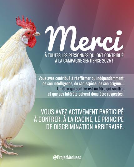Visuel montrant un coq blanc et disant : "Merci à toutes les personnes qui ont contribué à la Campagne Sentience 2025 ! Vous avez contribué à réaffirmer qu’indépendamment de son intelligence, de son espèce, de son origine... Un être qui souffre est un être qui souffre et que ses intérêts doivent donc être respectés. Vous avez activement participé à contrer, à la racine, le principe de discrimination arbitraire."