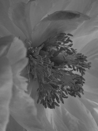 Offene Blüte einer Pfingstrose mit hellen Blütenblättern und in der Mitte etwas dunklereren Staubgefäßen