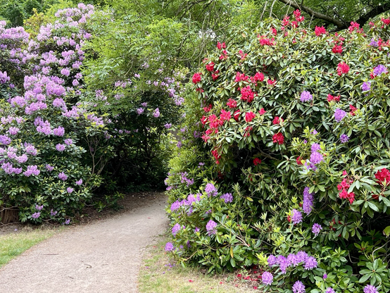 Rhododendrons forming an arch over a path