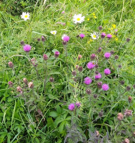 some wildflowers by side of road. spot the single bee on the flowers.