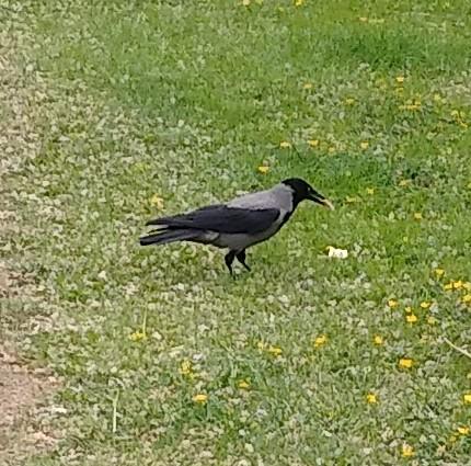 a crow with half a cracker in their beak. they are preparing to pick up the other half before flying off.