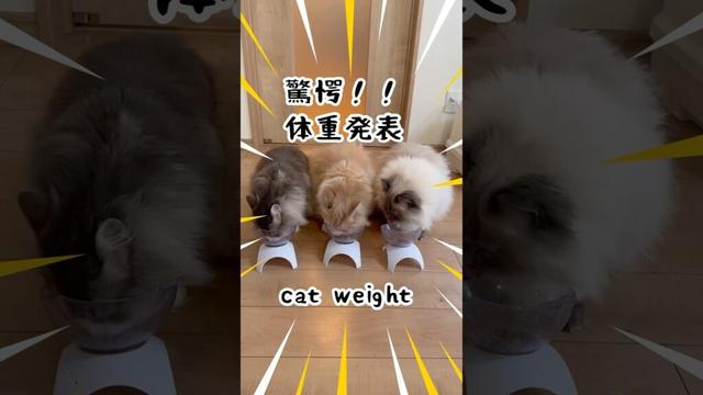驚愕！2歳の猫の体重が凄い！もふもふサイベリアン