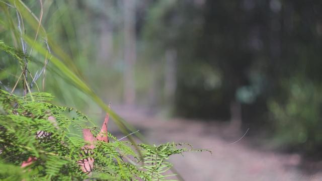 Verdant green foliage at the edge of a forest road, fills the left side.  Close focus blurs the shaded right side into bokeh ball patterns in darker greens and browns.