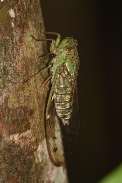 A cicada resting on the side of a tree. It has a green body, a greenish-blue abdomen with transparent wings.