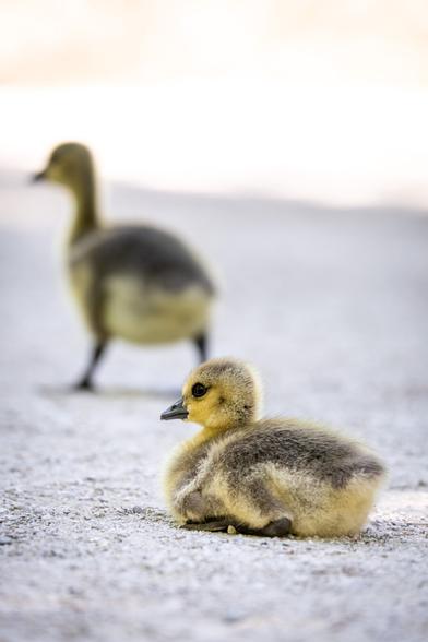A fluffy gosling rests on a gravel path. Another gosling, slightly blurred, is walking along the path in the background. The lighting is soft, creating a calm and serene atmosphere.