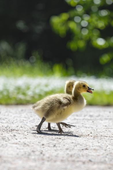 Two young goslings walk side by side on a sunlit gravel path. One gosling has its beak slightly open, appearing to chirp. The background is lush and green with soft bokeh.
