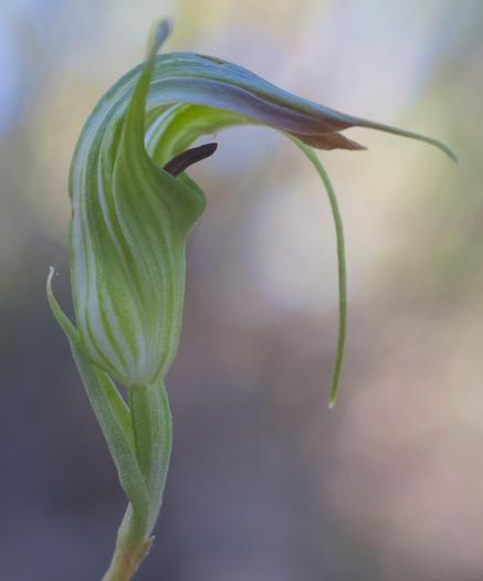 An orchid in profile, wiith translucent white and green stripes vertically from just below the flower, to it's top.  A flap at the rear lays forwards over the flower centre, a dark stamen (?) protruding from the centre.  The fold over has a brown tinge towards the end.  Blurry background in light and shadowed forest tones, lost in focus.