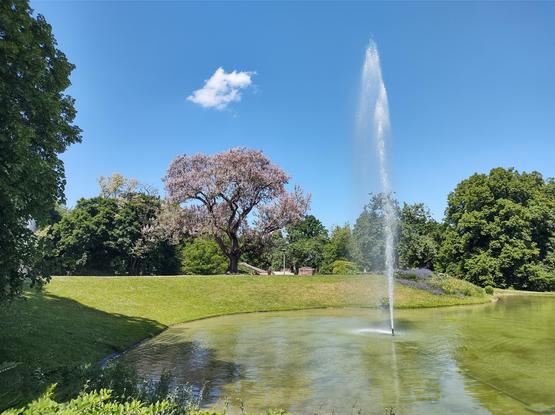 Das Bild zeigt eine idyllische Parklandschaft bei strahlendem Sonnenschein und klarem, blauem Himmel. Im Vordergrund befindet sich ein kleiner Teich mit einem Springbrunnen, der eine hohe Wasserfontäne in die Luft schießt. Das Wasser ist grünlich schimmernd und wirkt ruhig. Dahinter erstreckt sich eine gepflegte Rasenfläche, die zu einem malerischen Baum mit lila Blüten führt – vermutlich ein Blauglockenbaum (Paulownia). Umgeben ist die Szene von dichtem, sattgrünem Baumbestand, der dem Ort eine friedliche, naturnahe Atmosphäre verleiht. Eine einzelne kleine Wolke schwebt am ansonsten wolkenlosen Himmel und unterstreicht das sommerliche Wetter.