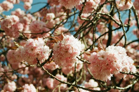 PINK! Sakura season is always a riot of pink here in Wigan. It brightens the streets and makes everyone smile.