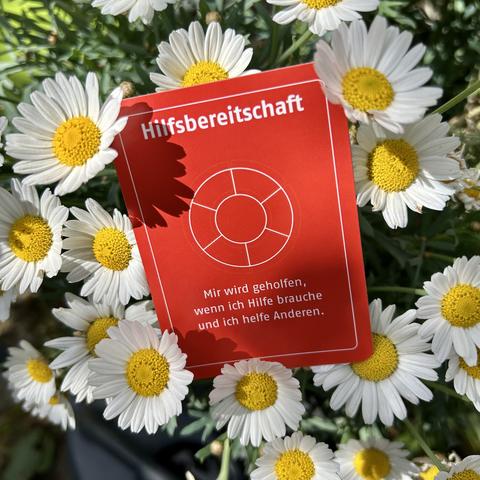Eine orangefarbene Spielkarte mit der Aufschrift Hilfsbereitschaft steckt zwischen vielen gelb-weißen Margeriten.