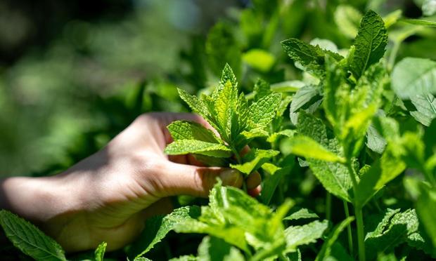 Persona recogiendo hojas de hierbabuena. (Getty Images)