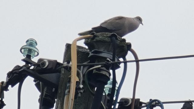 Ringeltaube auf einem Strommasten mit abgehenden Drähten, hat da scheints ihr Nest gebaut.