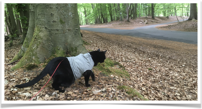 Lilli exploring a beech forest. She starts to cross the street.She wears a grey sweater due to the cold weather we had in Germany.