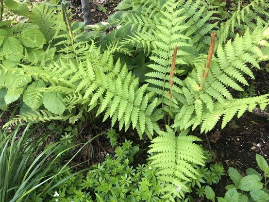 Osmonde cannelle (Osmunda cinnamomea), ruelle verte Poitevin, au sud de Marie-Anne.