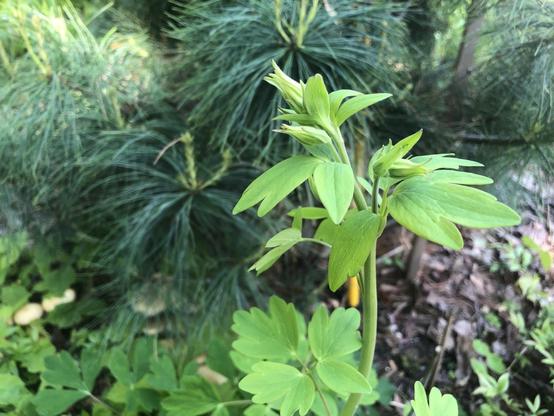 Ancolie en boutons (Aquilegia canadensis), ruelle Poitevin, au sud de Marie-Anne