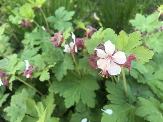 Géranium à gros rhizomes (Geranium macrorrhizum), une plante qui tolère l'ombre sèche aux pieds des arbres (idéal en ville), ruelle Poitevin, au sud de Marie-Anne.